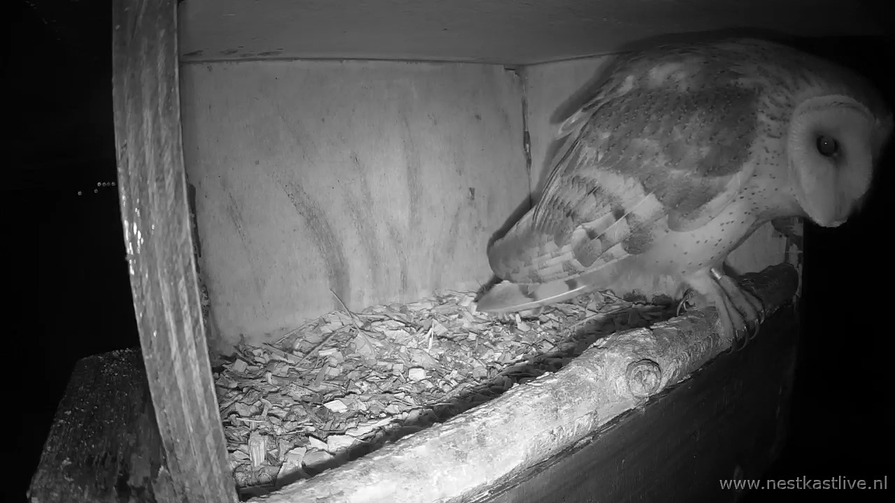 TV NKL 2 geringde KU op de rand