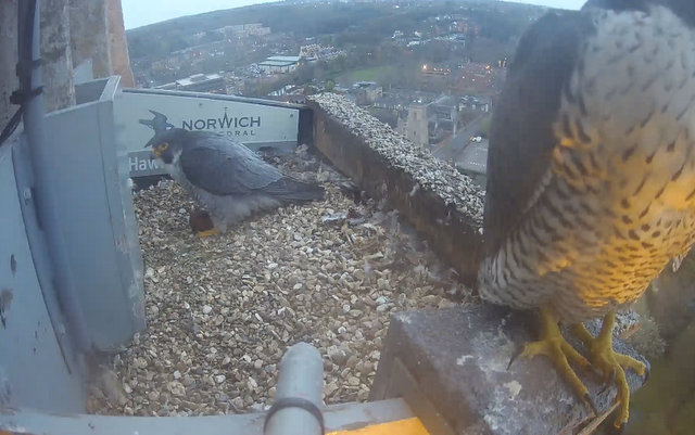 Norwich Peregrines Przechwytywanie-w-trybie-pe-noekranowym-12-04-2022-203847