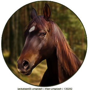 Forest-Brown-Avi.png