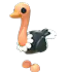 Ostrich