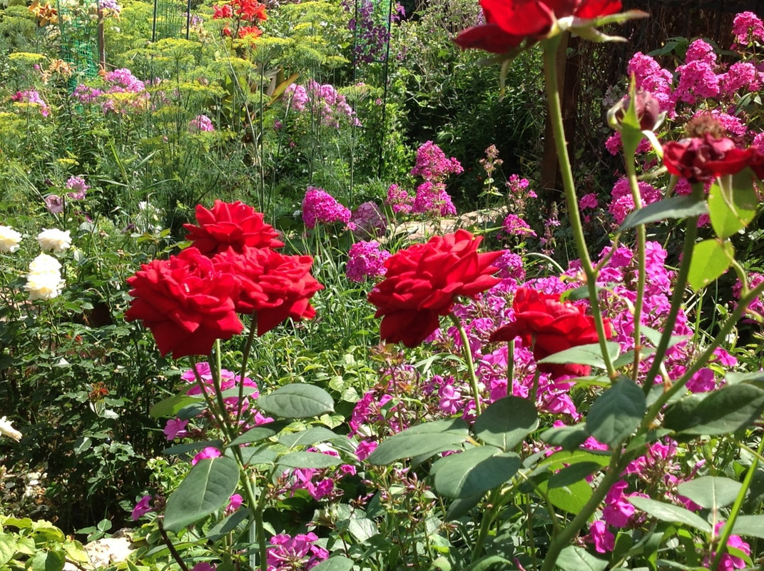 Лучшие компаньоны для роз подбираем растения для сада
