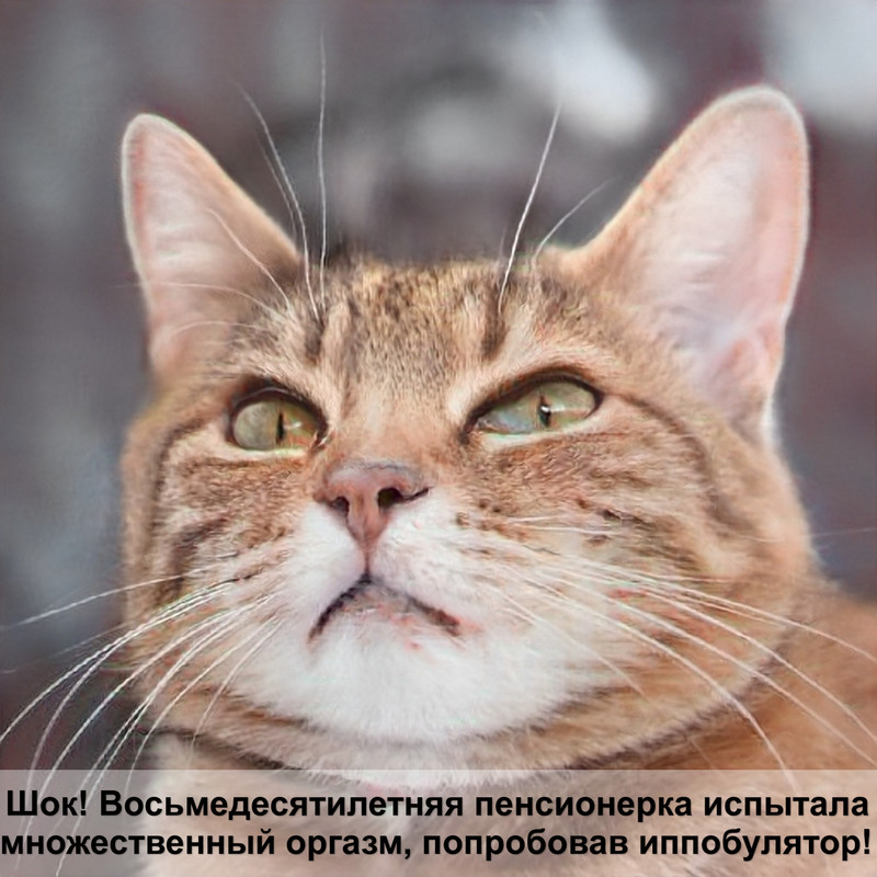 как защитить обои от кошки