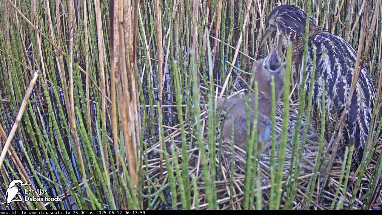 LDF Lielais dumpis (Botaurus stellaris) Zemītes pagastā 8-28-44 screenshot