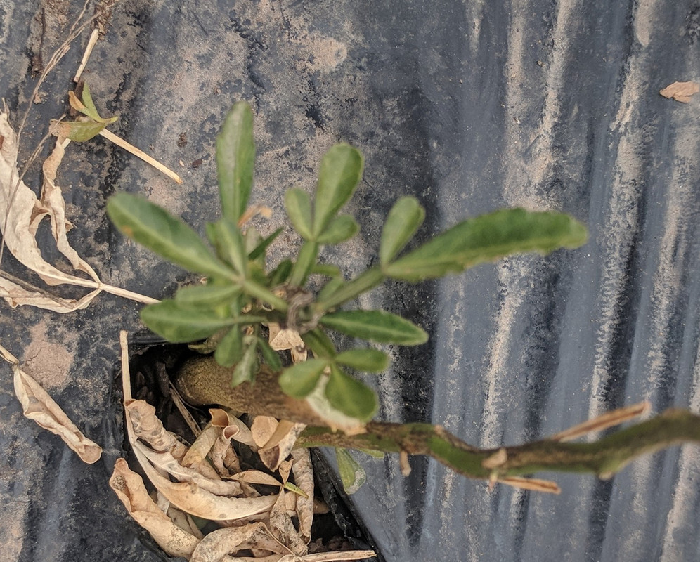 Apr 8 2019 D