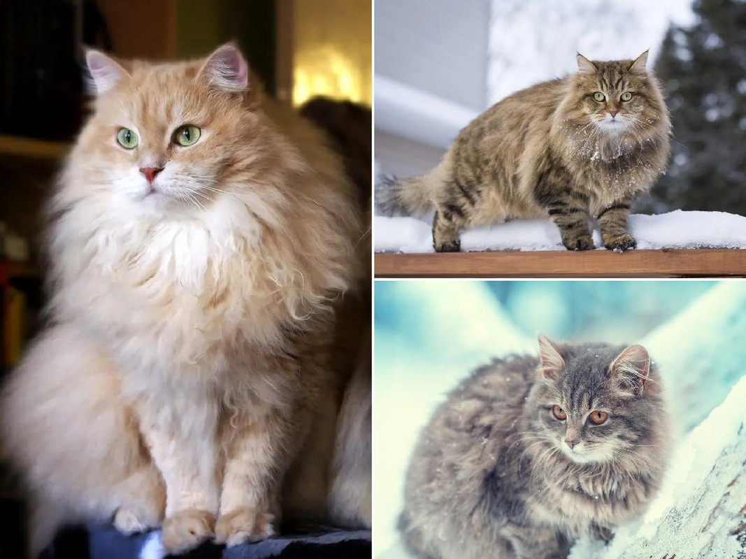 Un gato siberiano calienta sus patas con su cola y se hace viral