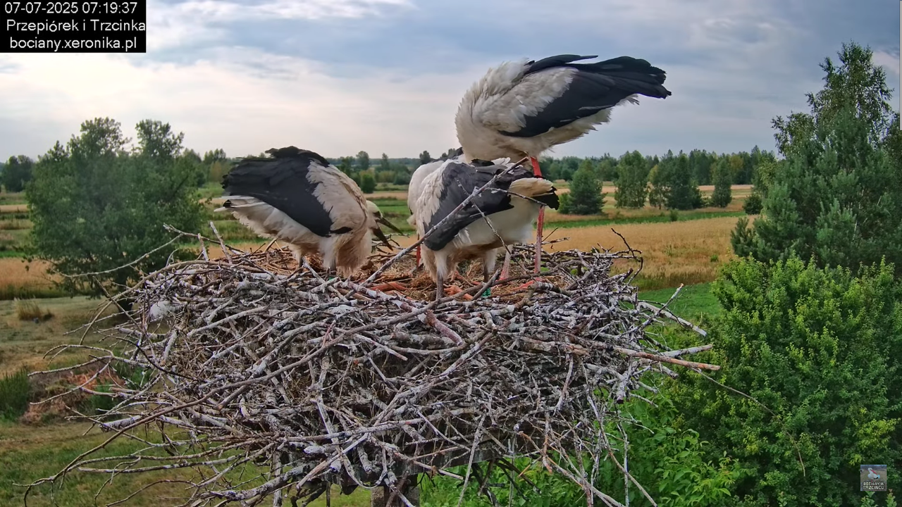 07072025bociany12