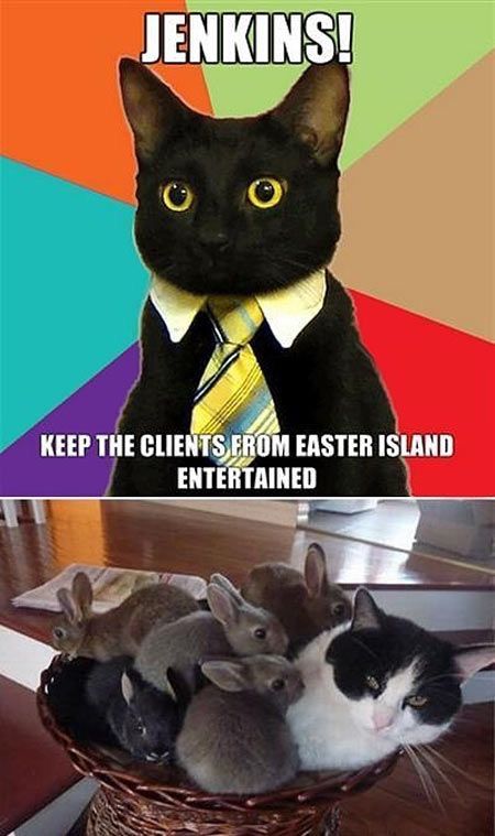 Cat Humor #8