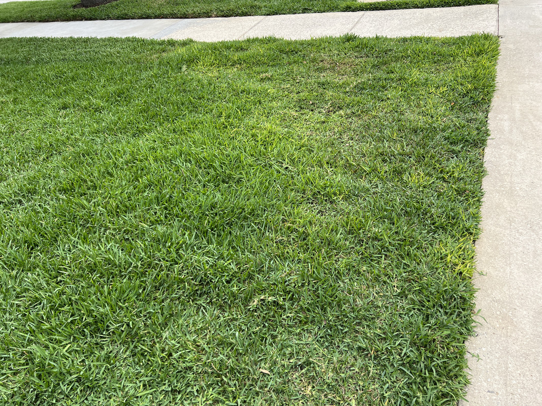 Neon yellow grass blades in Floratam St. Augustine The Lawn Forum