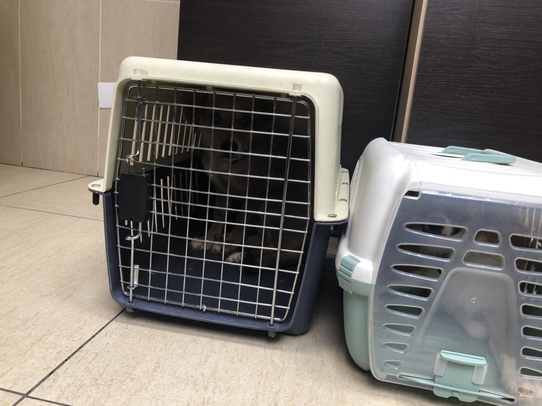 перед кастрацией1