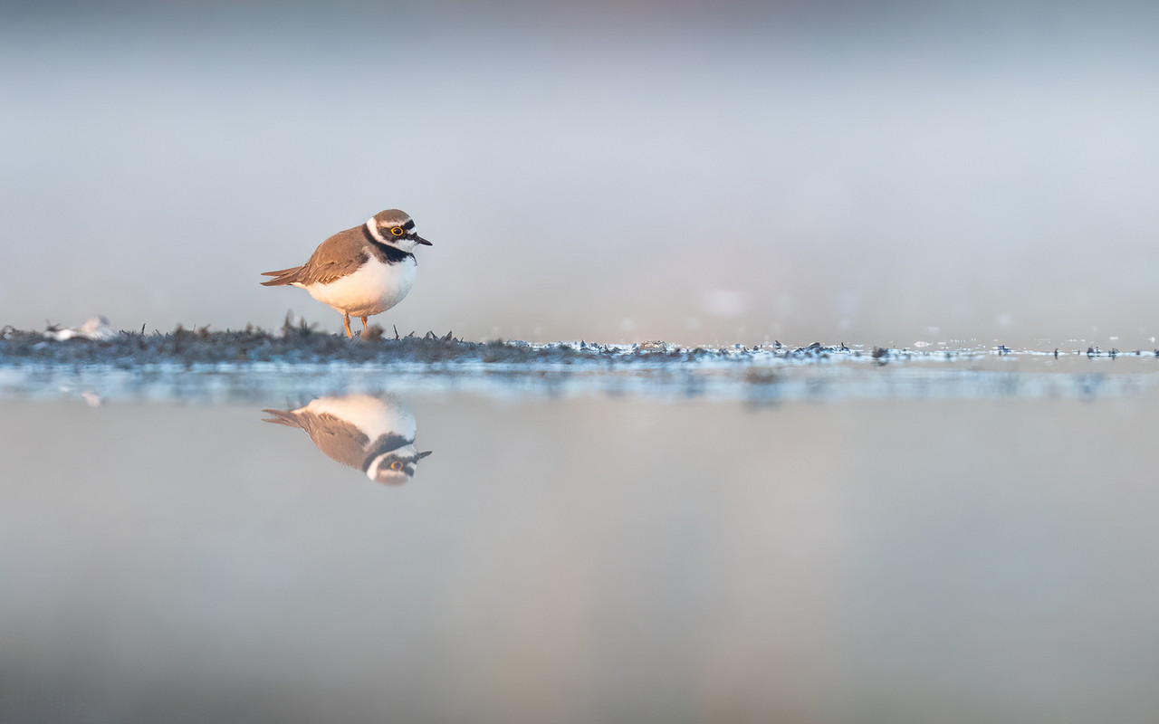 Kleine plevier in het eerste licht - AWD