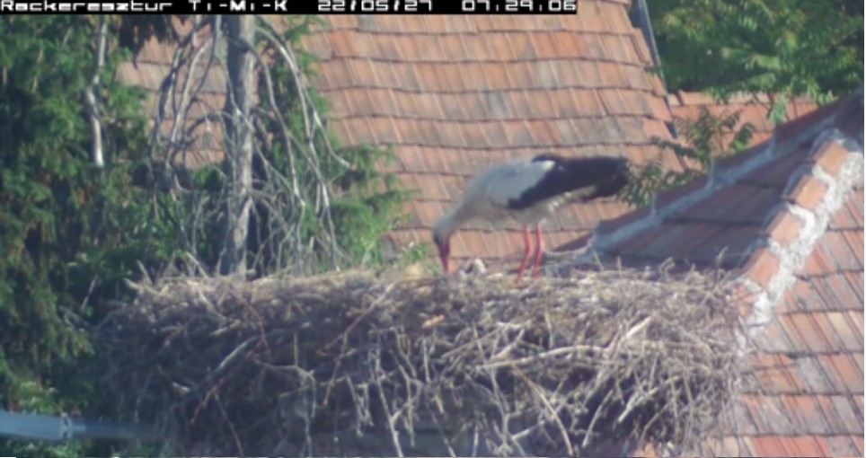 2022-05-27_075912Timi már etet