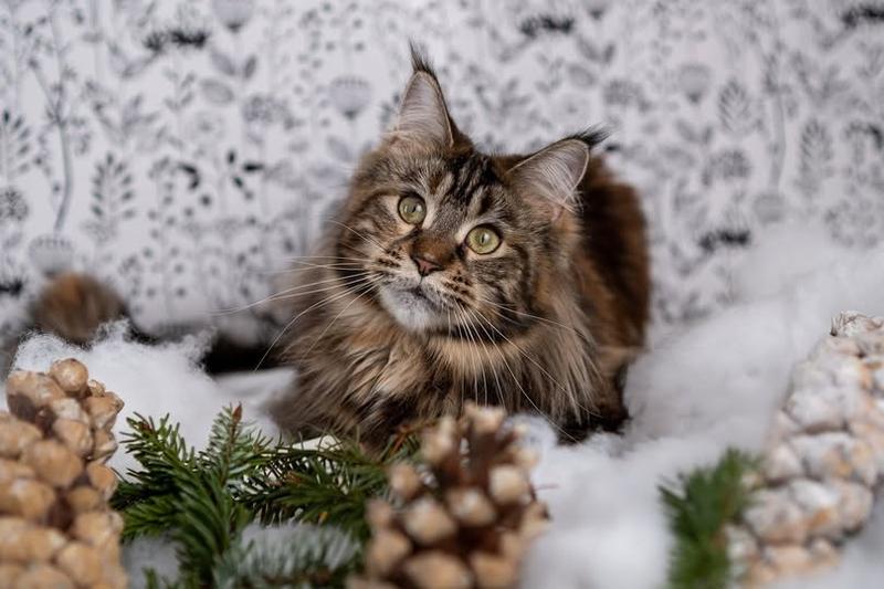 605773447 1379183700903065 5809466846969431853 n