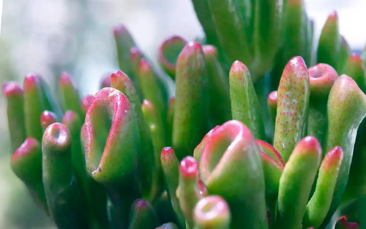 Descubre cómo reproducir tu suculenta Oreja de Shrek en solo una semana