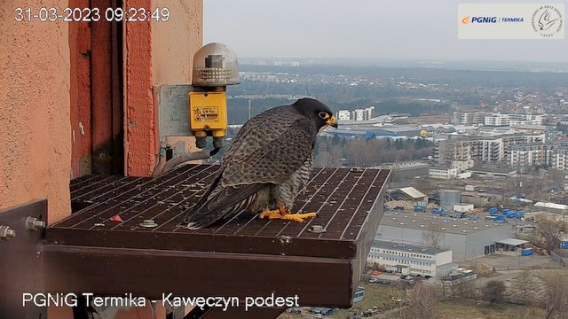 WARSZAWA PGNIG TERMIKA KAWĘCZYN  Przechwytywanie-w-trybie-pe-noekranowym-31-03-2023-092527