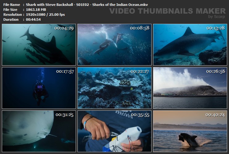 Shark with Steve Backshall - S01E02 - Sharks of the Indian Ocean.mkv