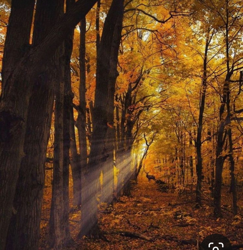 Screenshot_20231130_235434_Pinterest