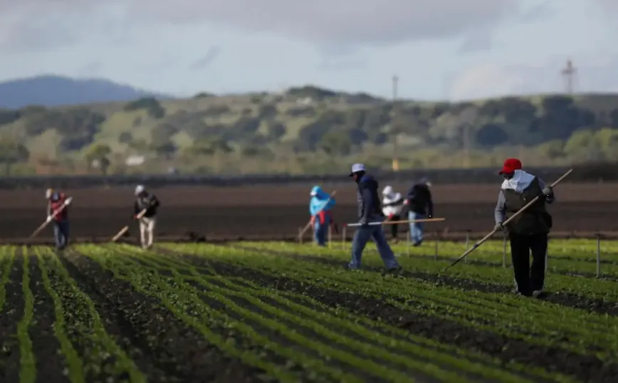 ¿Buscas trabajo en Canadá? Cuidado, reportan casos de mexicanos esclavizados