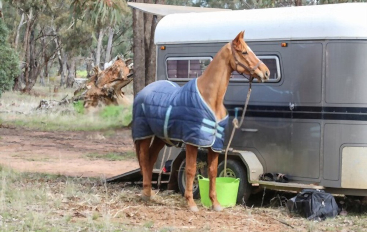 horse rugs online horse rugs online