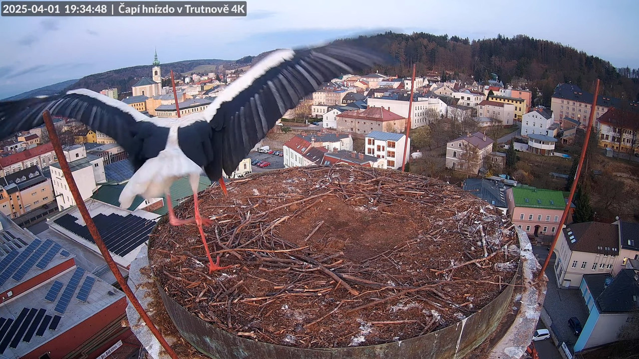 Živě z čapího hnízda na pivovarském komíně v Trutnově 10-35-38 screenshot (1)