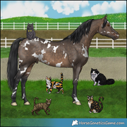 Cats: Gray w/ Bowtie, Calico, Tabby, Black and White, Calico 2