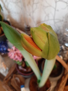 [Image: T-te-d-amaryllis.jpg]
