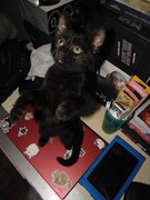 43.14.terror groupie's kids XIV