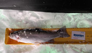 [Image: Rainbow-trout-17-HKN.jpg]