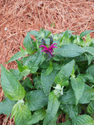 2023-06-24 Closeup [1] Bee balm