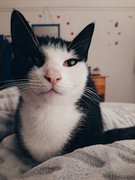 Casey-Vermaak