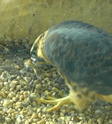 Screenshot-2019-07-10-07-27-24