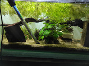 IMG_20210418_70L_pepper_cory_1