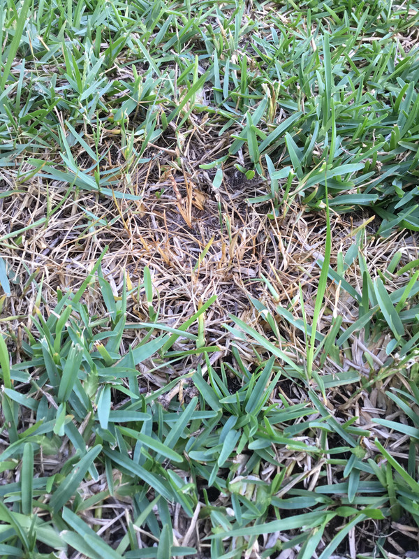 Is this fungus in the St Augustine | Lawn Care Forum