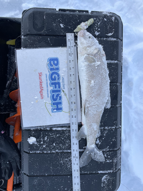 153541E1-9C62-4276-A7A3-4B2CE929E535