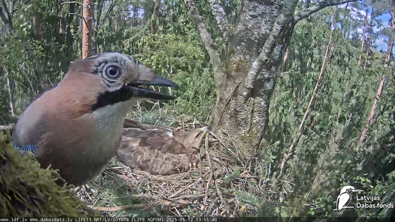 Mazais ērglis (Clanga pomarina), ligzda bērzā 16-1-36 screenshot
