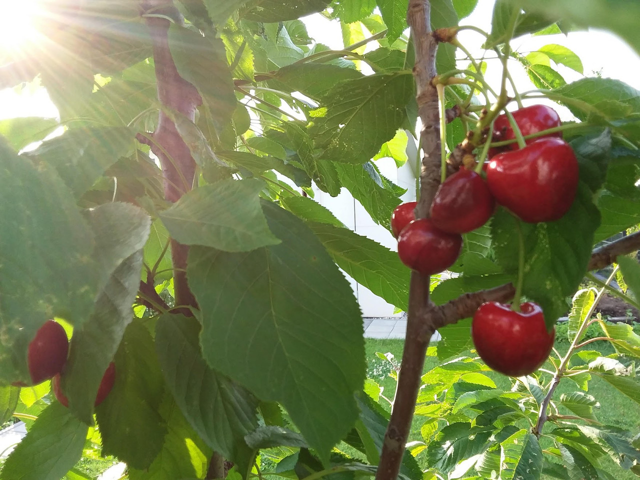 Garten2