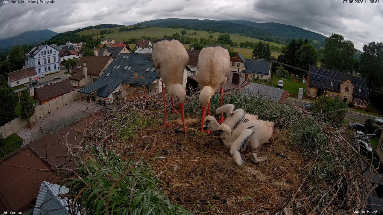 Tiešraides kamera — Mladé Buky — stārķa ligzda 4K 11-45-23 screenshot