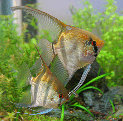 gatoferal-pterophyllum9-400.gif