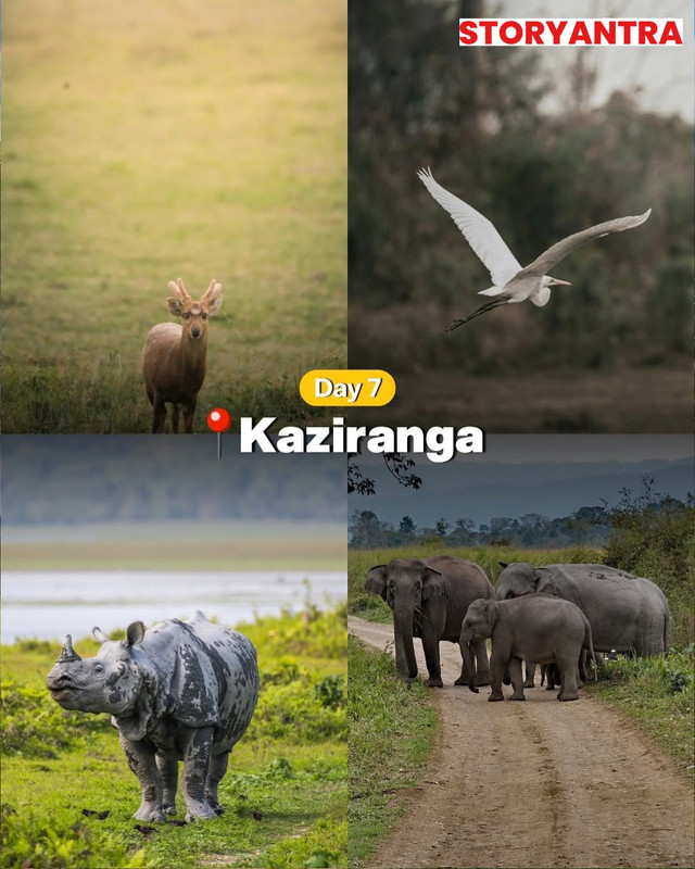 One-horned rhino grazing in the grasslands of Kaziranga National Park, Assam