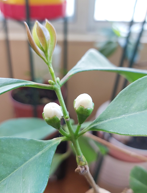 [Image: IMG-20200730-125721.jpg]