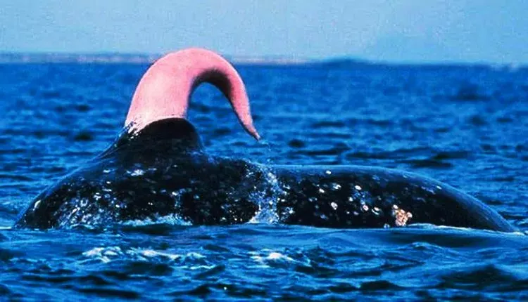 Blue Whale Penis jpeg