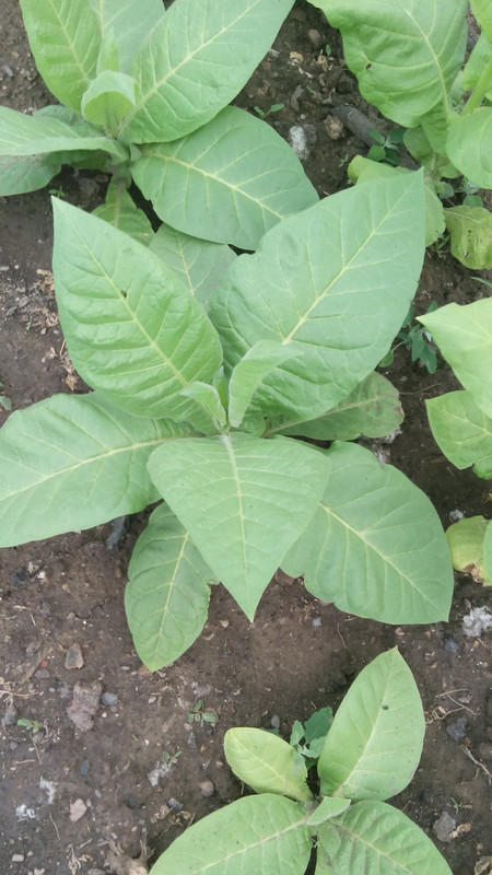 сильвер ривер