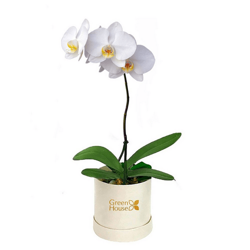 Foto que representa unas Orquidea Blanca