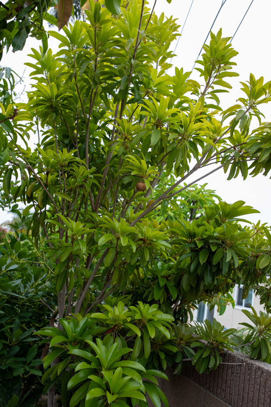 8U1A4905  Tikal Sapodilla Tree with Grafts & Fruit (7-30-2025)