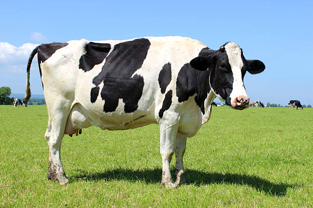 Dairy Cow BDF-003