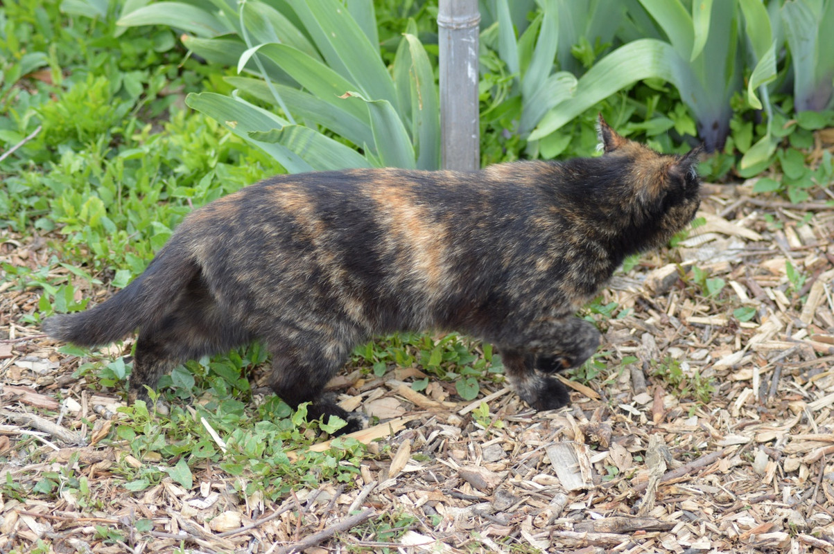 пеструшка в ирисах3