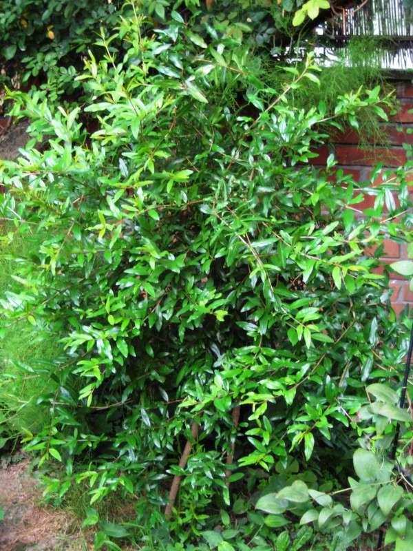 Punica granatum Wonderful