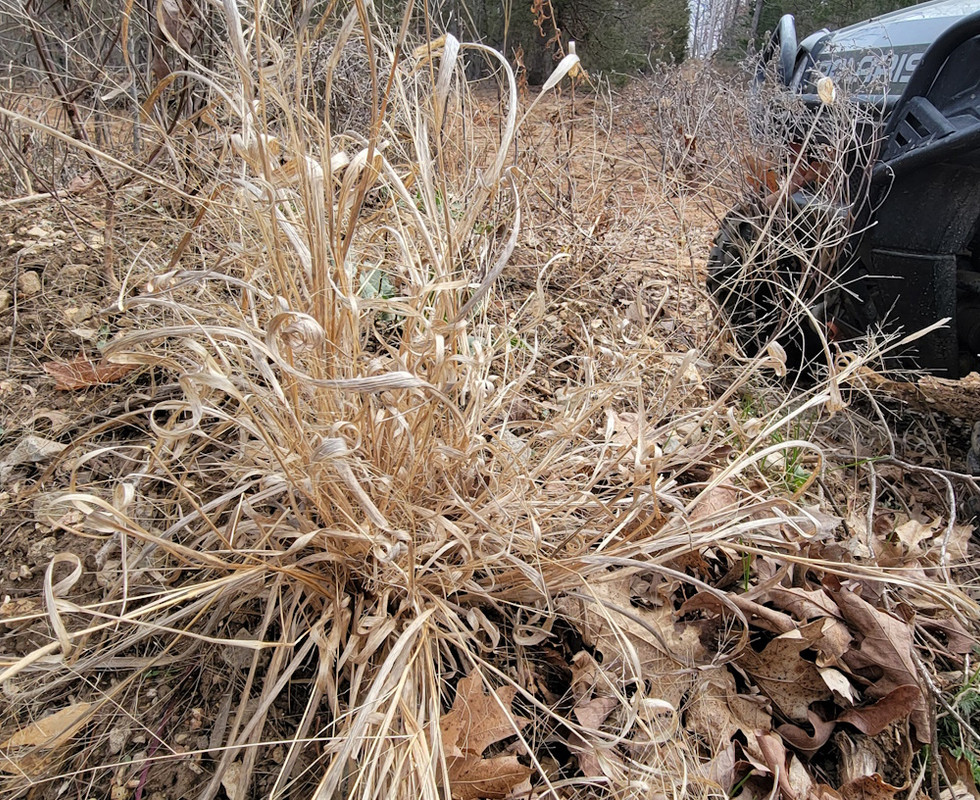 2025-3-21 Lagoon and Grass (3)
