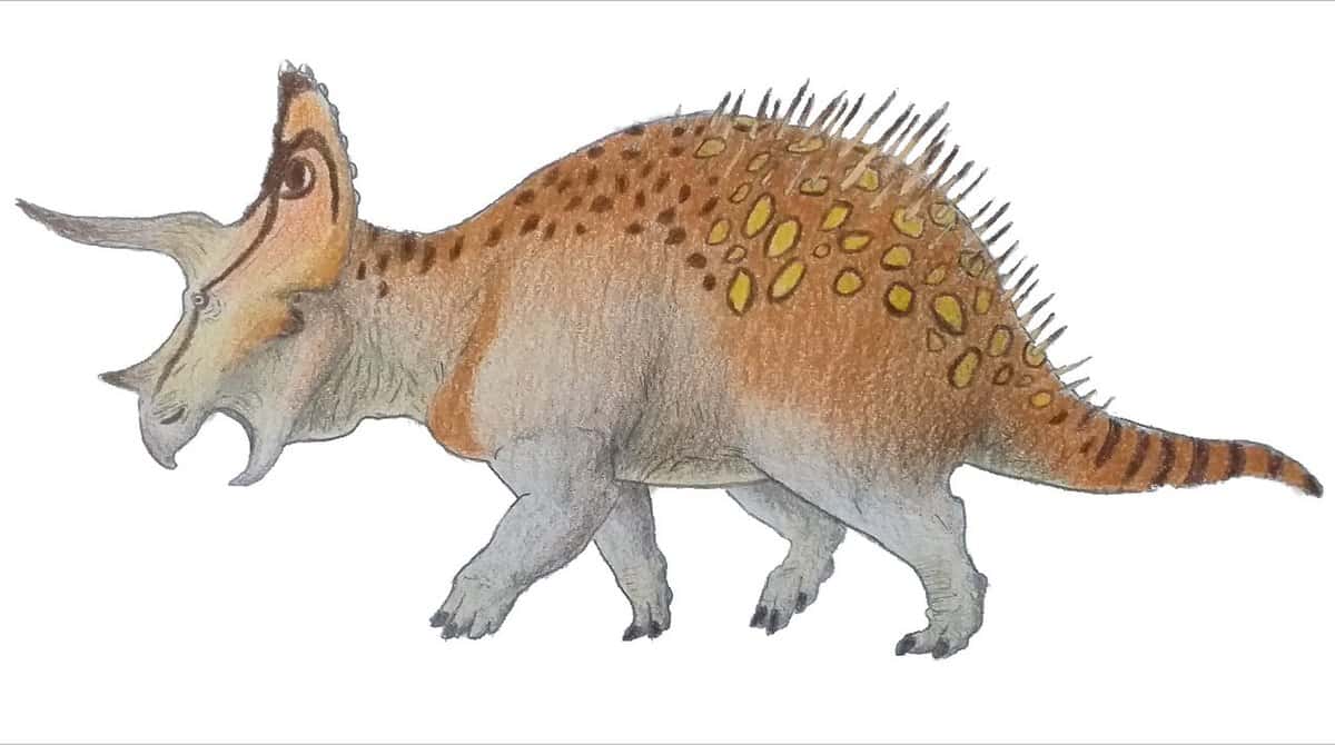Triceratops_horridus_2