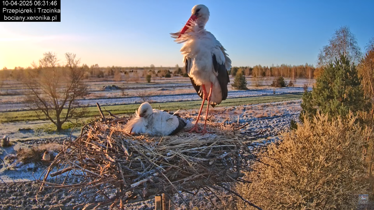 10042025bociany (6)
