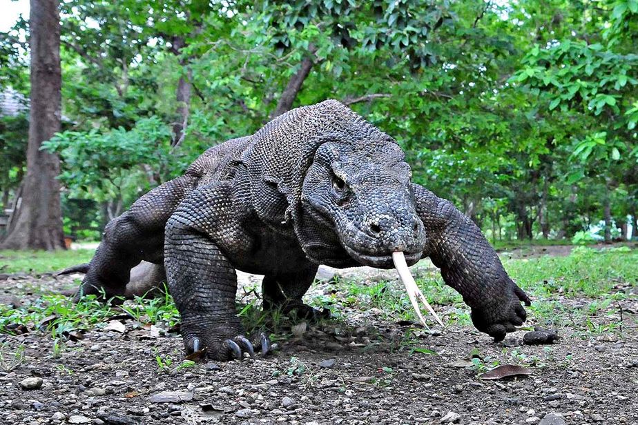 komodo.jpg